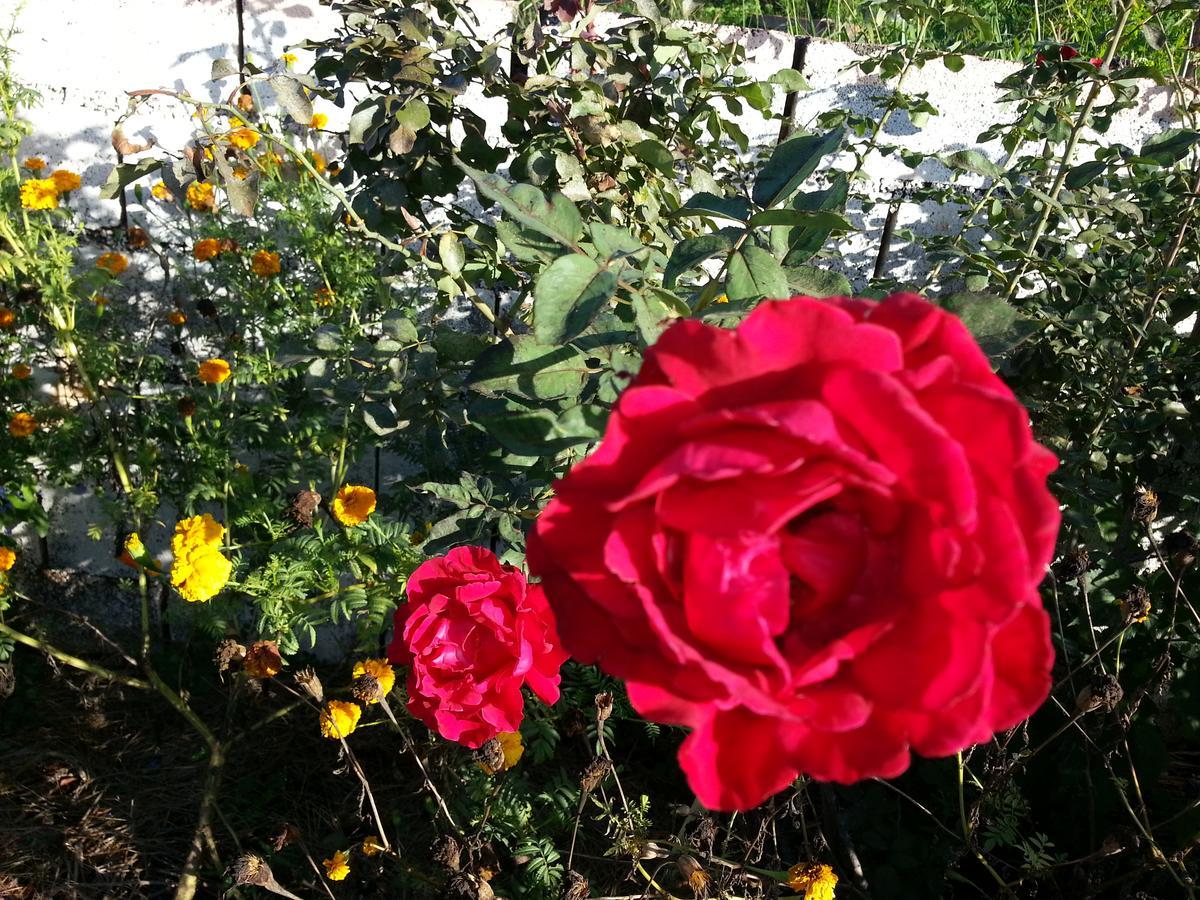 Ultimate Freedom Bed And Breakfast Santa Cruz 외부 사진